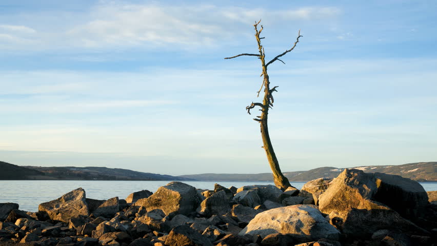 Old Dead Tree and Rocks Stock Footage Video (100% Royalty-free) 5866505 ...