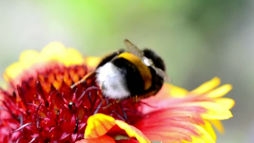 Header of gadfly