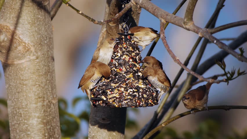 Scaly Breasted Munia Birds Eating Stock Footage Video 100
