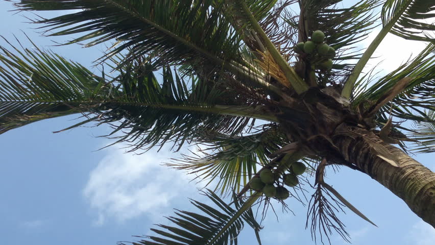 Coconut Tree Stock Footage Video (100% Royalty-free) 5977925 | Shutterstock