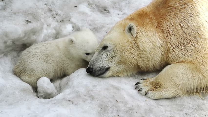 Header of polar