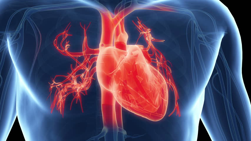 Beating Heart Stock Footage Video | Shutterstock