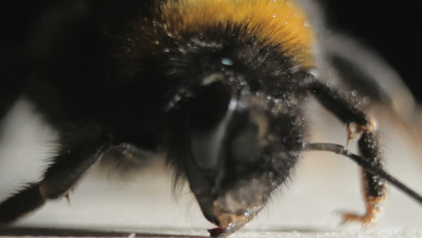 Header of humblebee