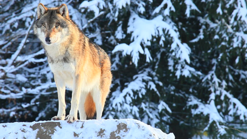 Wolf Stock Footage Video | Shutterstock
