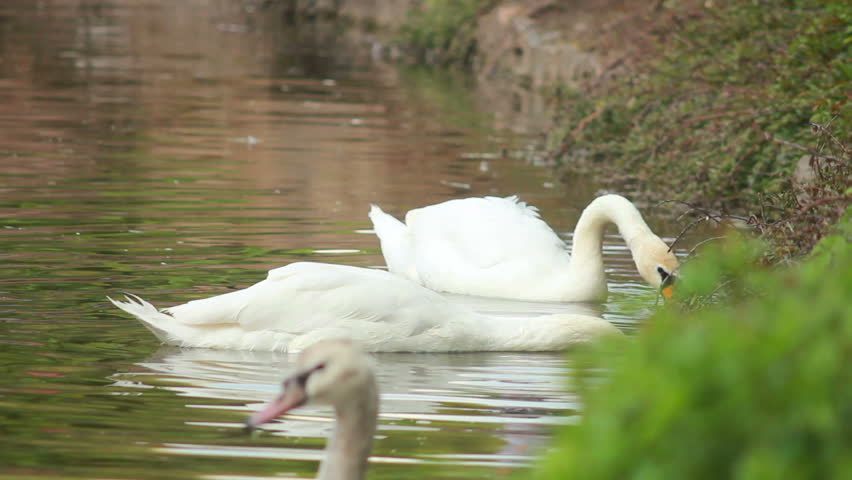 Header of headlong