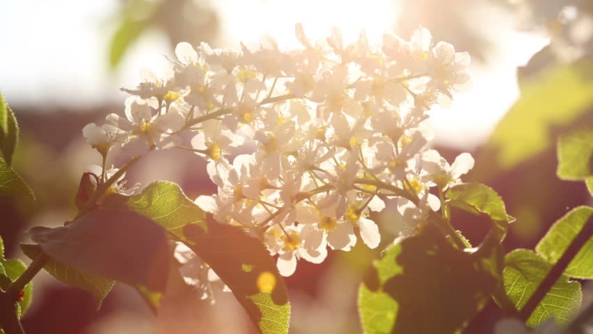 Image result for flowers sunlight