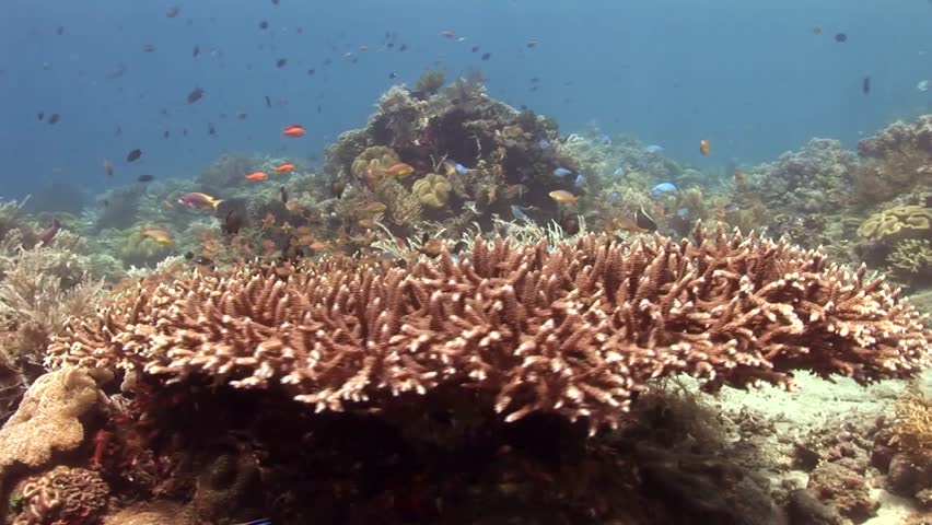 Camera Travels Over A Beautiful Coral Reef, East Timor Stock Footage ...