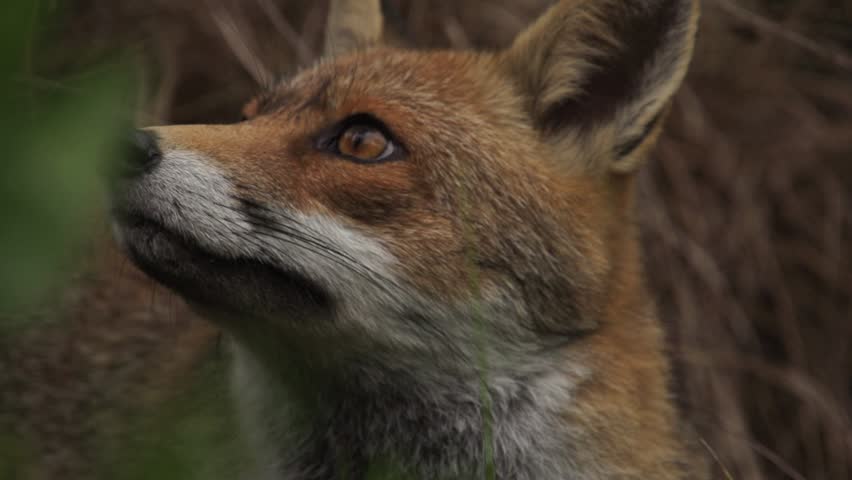 A Red Fox image - Free stock photo - Public Domain photo - CC0 Images