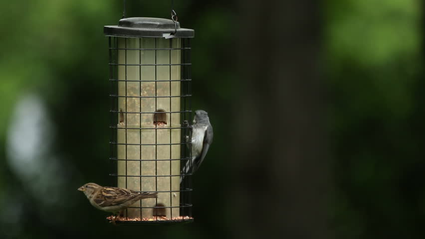 A Black Capped Chickadee Poecile Atricapillus Stock Footage