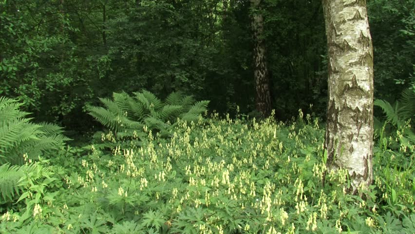 Header of Aconitum vulparia