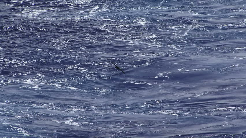 Header of shearwater