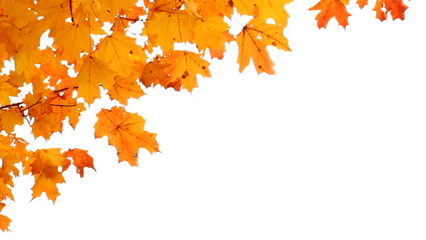 Falling Leaves On White Background Stock Footage Video 3552230 Shutterstock Fall Leaves On White Background