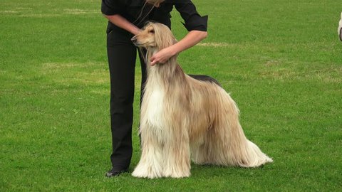 Hairy Afghan Hound Stock Video Footage 4k And Hd Video Clips