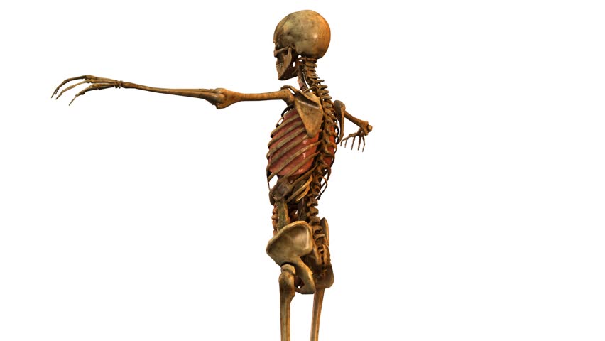 Human Skeleton with Detailed Anatomy Stock Footage Video (100% Royalty