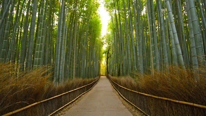 Walking Through A Bamboo Forest In Kyoto, Japan Stock Footage Video ...