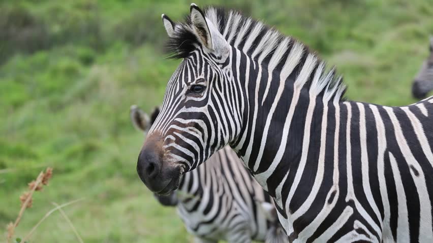 Close up of Zebra with Stock Footage Video (100% Royalty-free) 7079275 ...