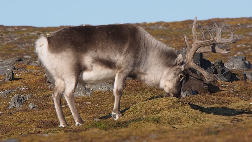 Wild Reindeer In Arctic Tundra - Spitsbergen, Svalbard Stock Footage ...