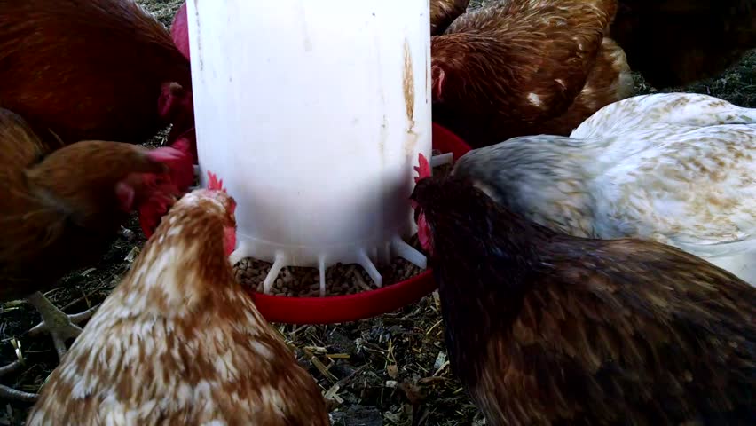 Hd00 17a Flock Of Chickens Fight For The Right To Eat At The Feeder