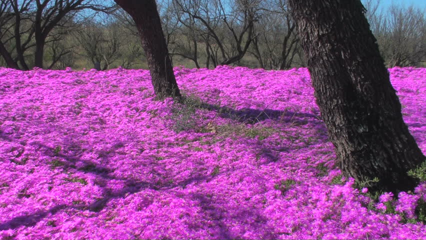 Dazzling Neon Hot Pink Purple Flowers Stock Footage Video 100 Dazzling Neon Hot Pink Purple Flowers Cover Ground Between Trees 1920x1080