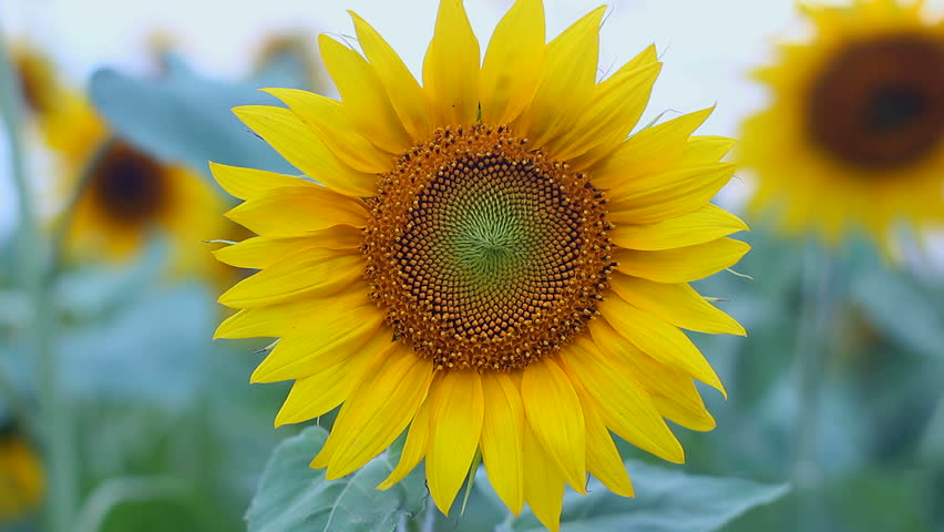 Stock video of field of sunflower, sunflower close-up | 7401535 ...