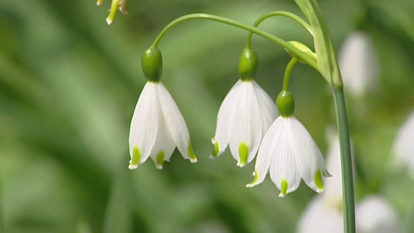 Bell Shaped Flowers Stock Footage Video Shutterstock Leucojum Aestivum Summer Snowflake Blooming Close Up Bell Shaped Nodding White Flowers With