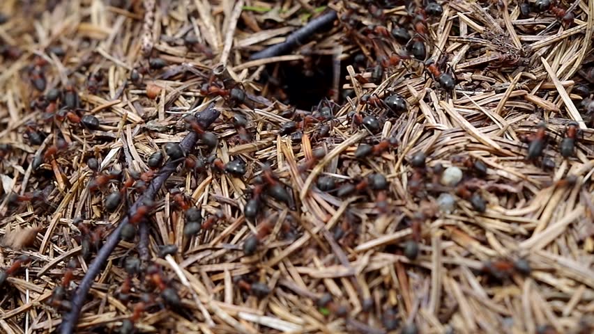 Ants Nest. Ants Crawling On Anthill. Macro Shot Of Busy Ant Colony ...