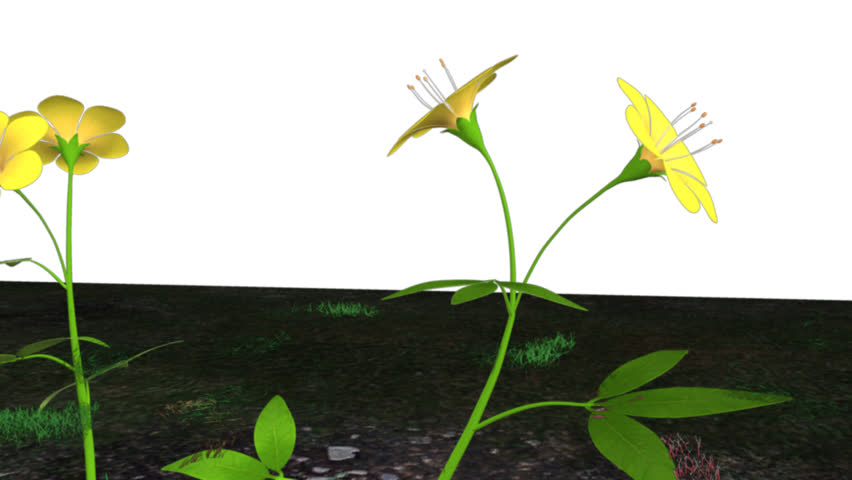 Header of xenogamy