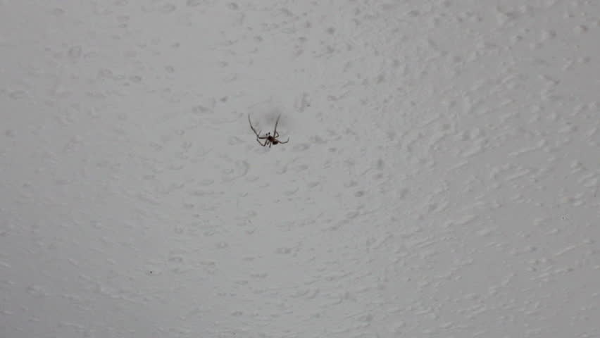 Spider Walking Across The Ceiling Stock Footage Video 100 Royalty Free 7705285 Shutterstock