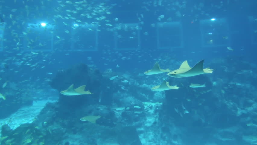 Stock video of fish shoal in aquarium | 7754125 | Shutterstock