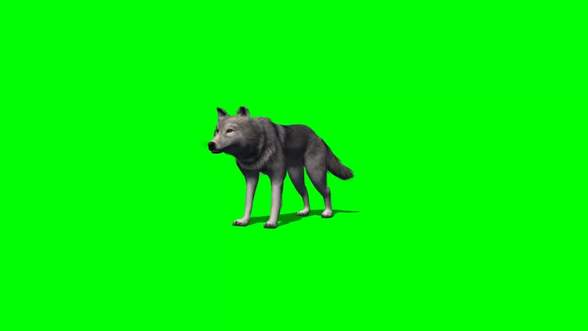 Wolf Stands and Looks Around Stock Footage Video (100% Royalty-free ...