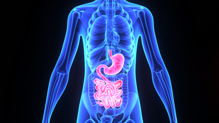 Digestive System Stock Footage Video | Shutterstock