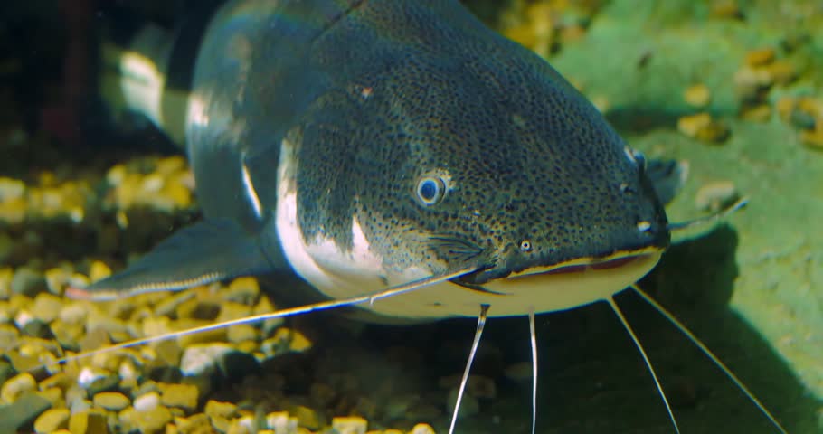 Closeup Of Head Redtail Catfish In Aquarium First Shot And In Second 