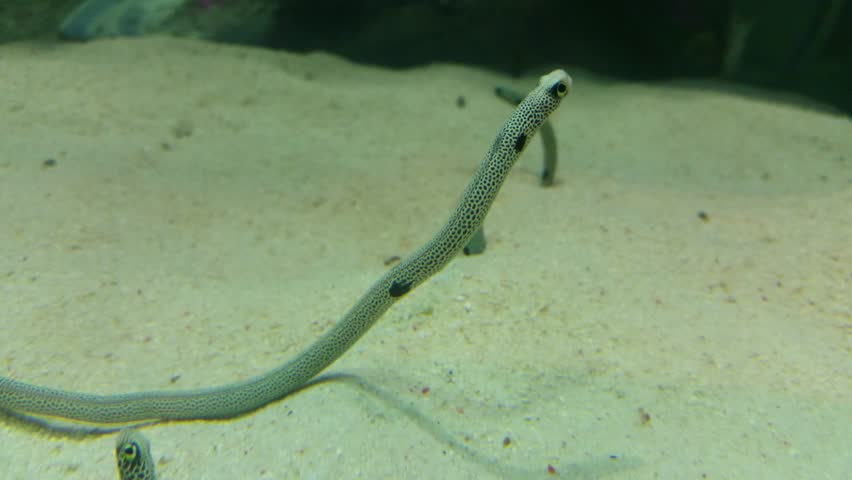 Spotted Garden Eel with 4k Stock Footage Video (100% Royalty,free) 7959745