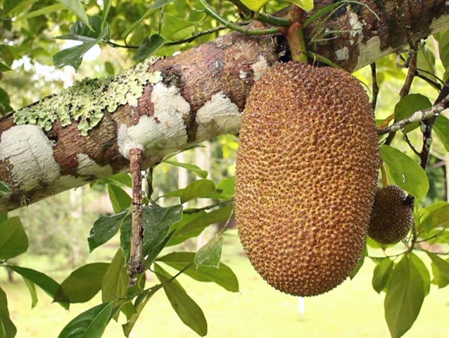 Header of soursop