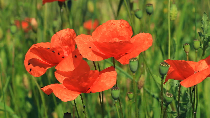 Poppies Moving in the Wind Stock Footage Video (100% Royalty-free ...