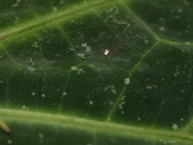 Header of Agalychnis