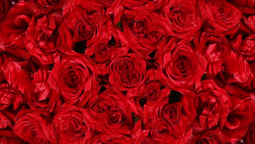 red roses background