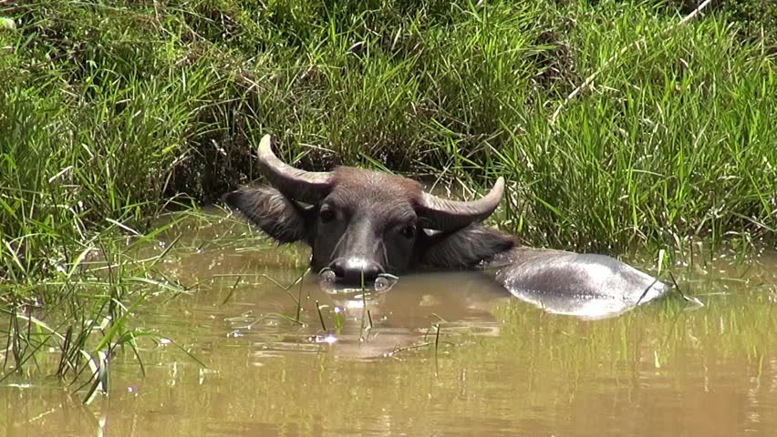 A Bull Rids Himself Of Parasites By Submerging Himself In A Lake ...