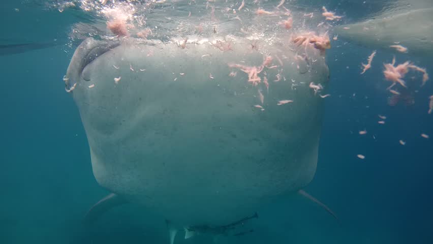 Diver And Whale Shark (Rhincodon Typus) Eating Krill Below The Water ...