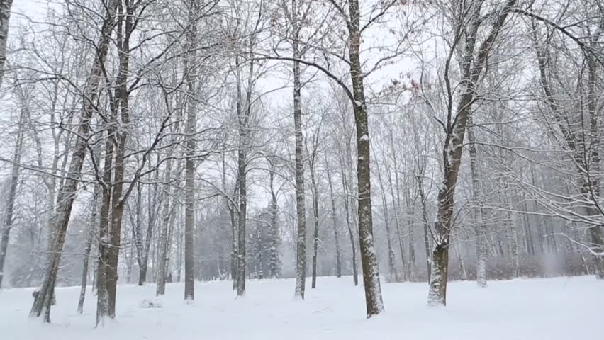 Winter. Heavy Snow. Motion Background. Blurred Trees Background. Stock ...