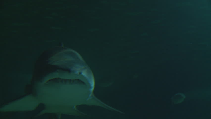 Great White Shark In Dark Stock Footage Video 100 Royalty Free 8536285 Shutterstock - 