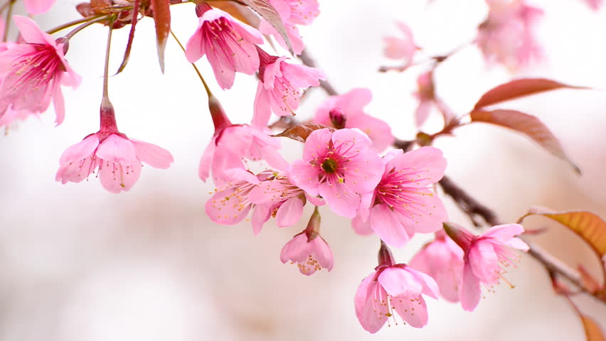 Stock video of cherry blossoms or sakura on the | 8583835 | Shutterstock