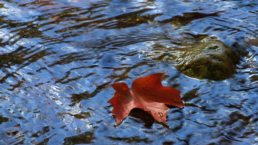 Image result for leaf in a stream