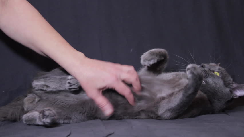 Header of catty