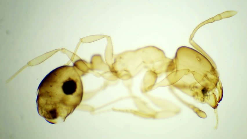 Header of Formicidae