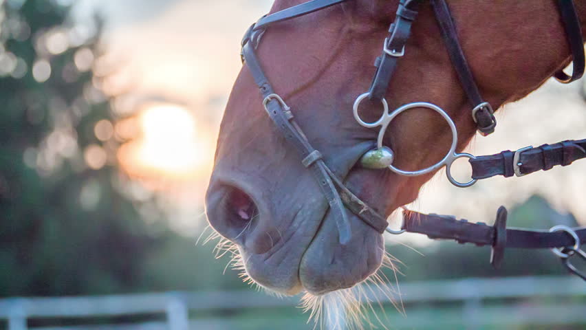 Header of bridle
