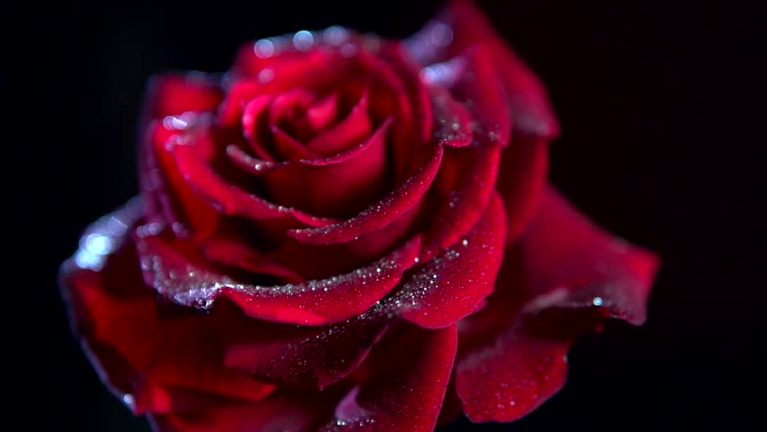 Red Rose Flower Close Up Background Beautiful Dark Red Rose