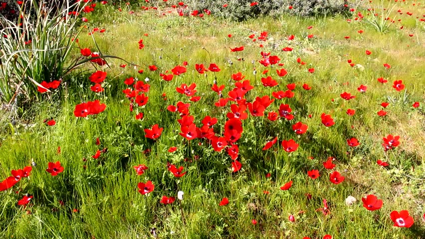 Spring Blossoming Of Red Anemones Flowers At The Negev Desert. Israel ...