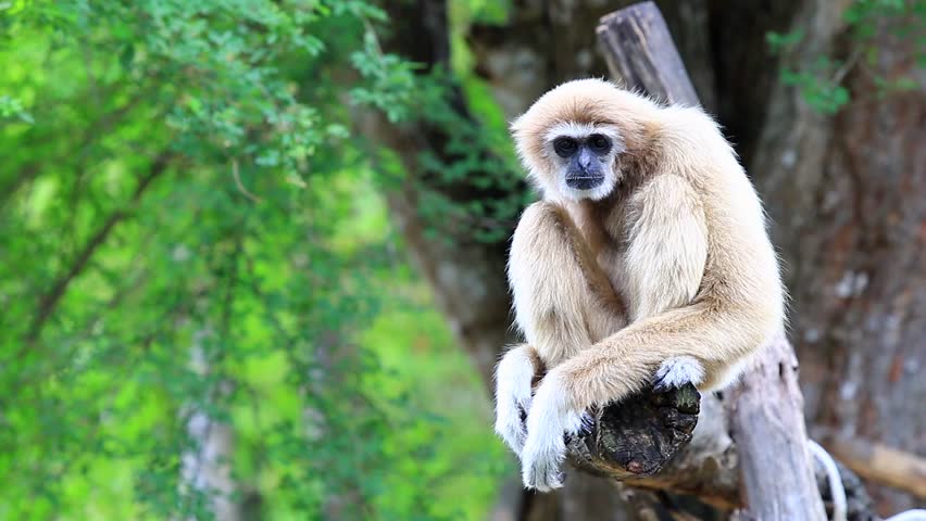 Gibbon On A Rock Stock Footage Video 3400325 | Shutterstock