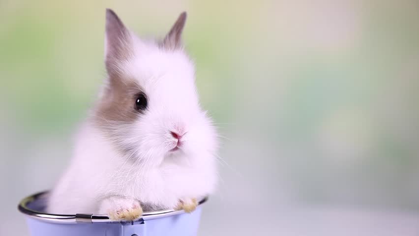 Baby Bunny Rabbit Stock Footage Video 100 Royalty Free 9123125 Shutterstock
